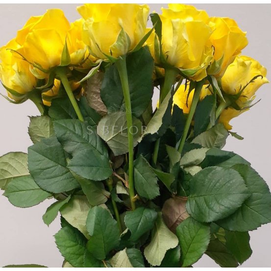 Букет розовых роз «15 желтых роз 80 см» 4