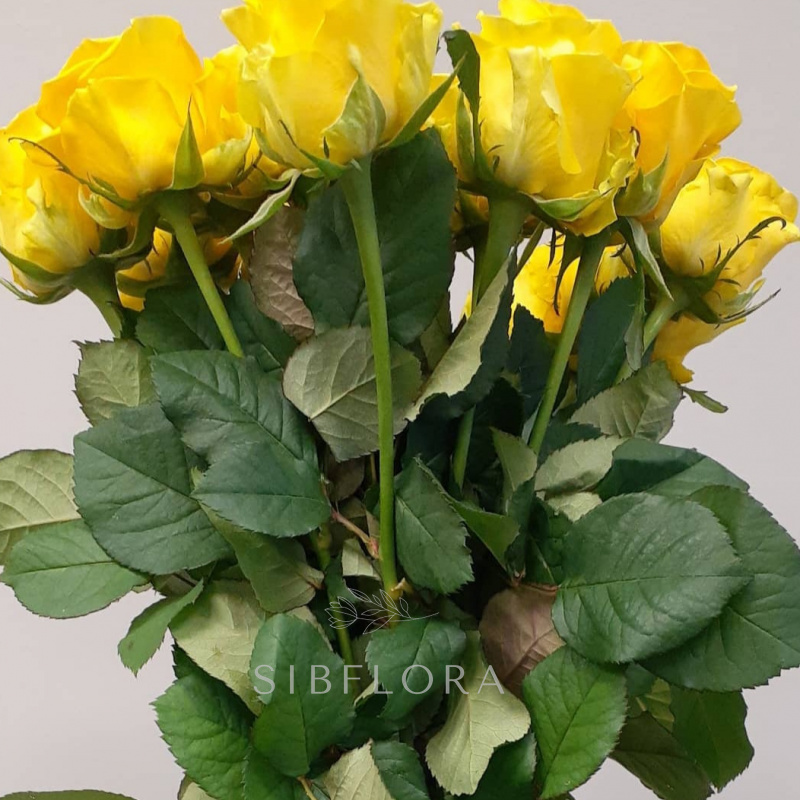 Букет розовых роз «15 желтых роз 80 см» 4