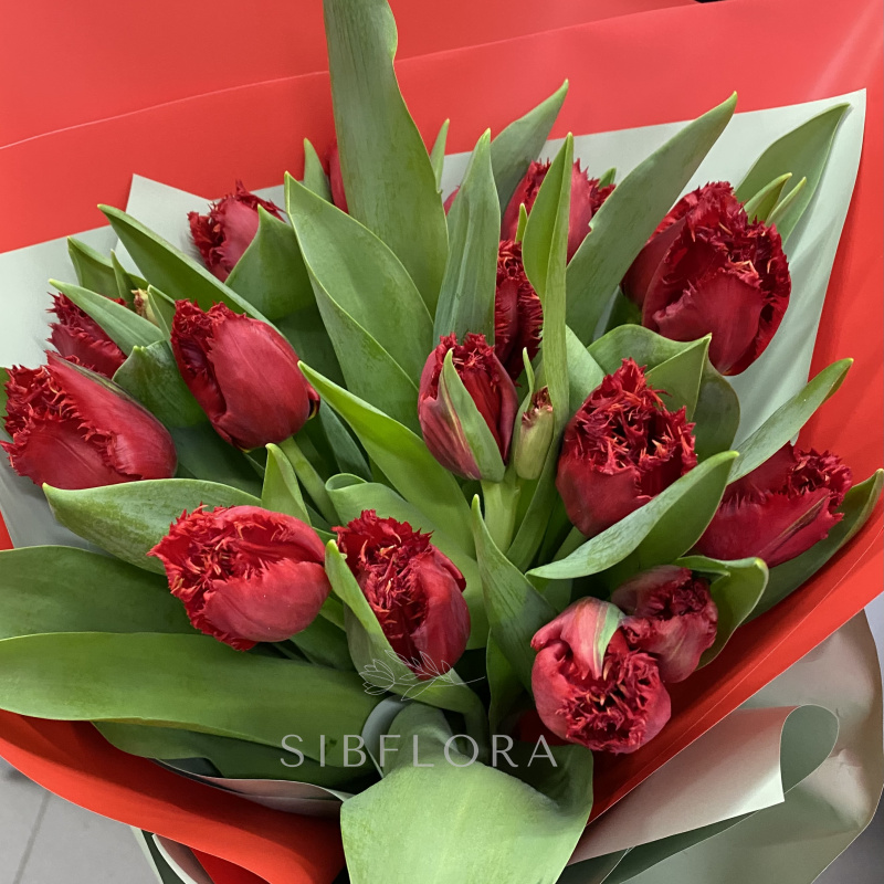15 бахромчатых красных тюльпанов 2