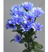 Хризантема кустовая Бакарди синяя