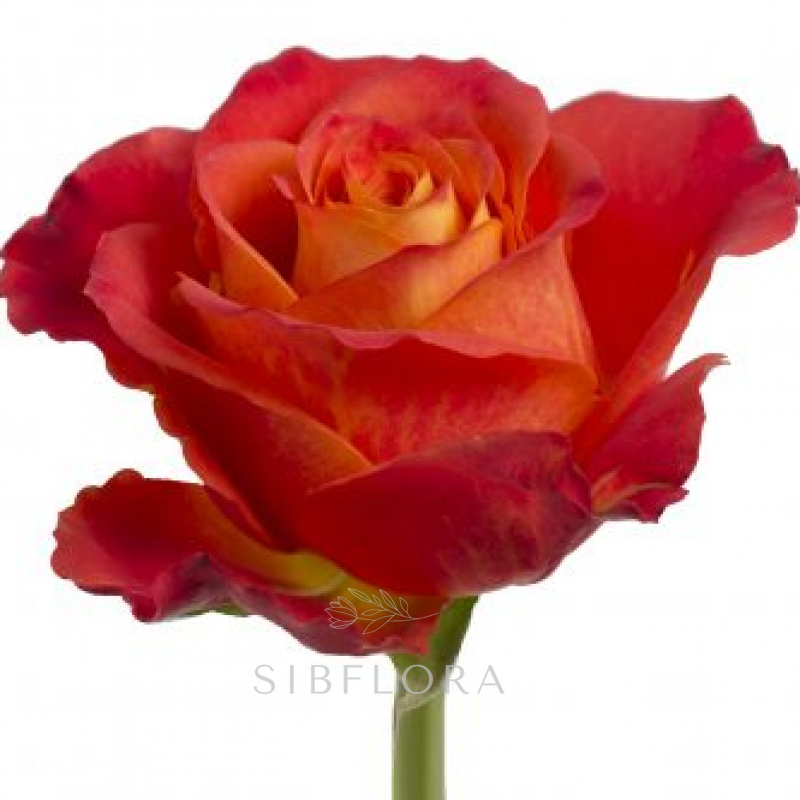 Роза Атомик 50 см