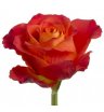 Роза Атомик 50 см
