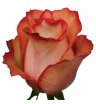 Роза Игуана 60 см