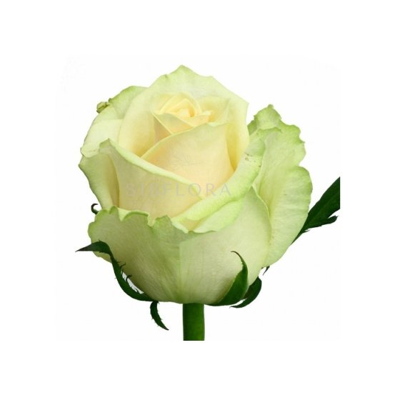 Роза Мондиаль 50 см