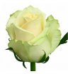 Роза Мондиаль 50 см