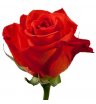 роза Нина 50 см