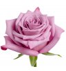 Роза микс 50 см 2