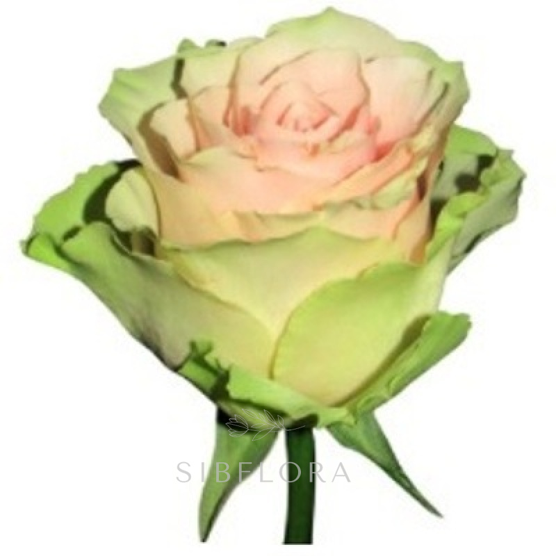 Роза микс 50 см 1