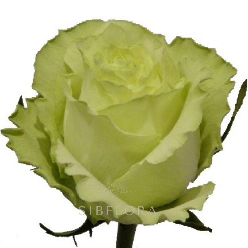 Роза микс 50 см