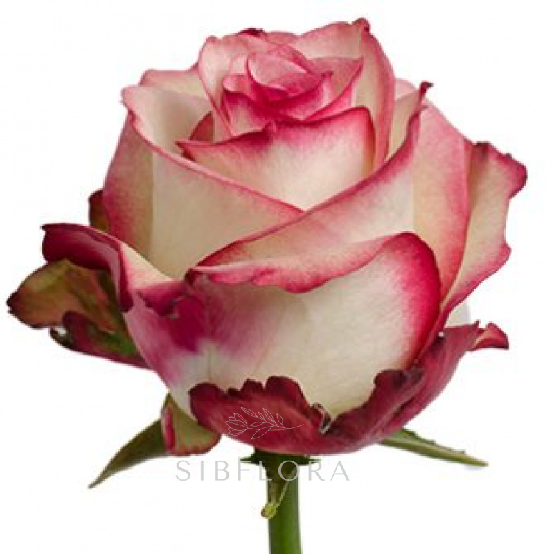 Роза Палома 50 см