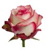 Роза Палома 60 см
