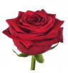 Роза Ред Наоми 50 см