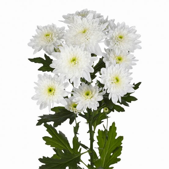 Хризантема белая кустовая