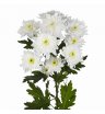 Хризантема белая кустовая