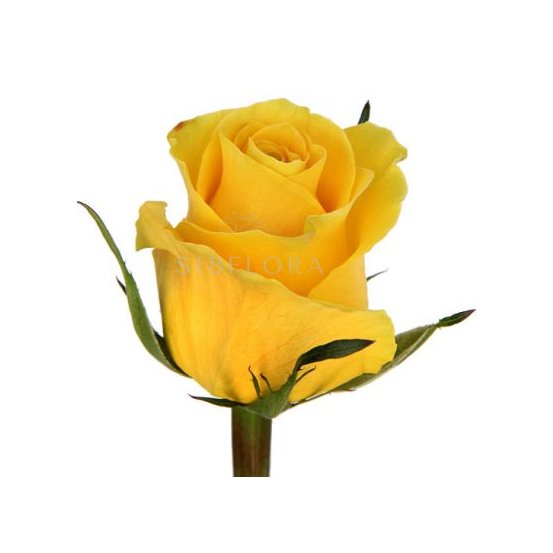 Роза Кения желтая 40 см