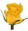 Роза Кения желтая 40 см